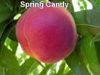 Spring Candy